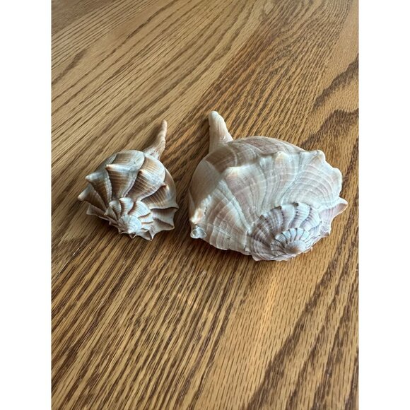 Pair Of Natural Ridged Seashells Sinistrofulgur perversum the lightning whelk - Picture 9 of 14